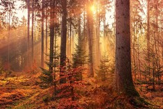 Ville en bois 2026 : connaissances, tendances, opportunités