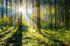 Nachhaltig anlegen in die Wald- und Holzwirtschaft